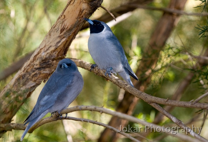 Larapinta_20080616_702 copy.jpg - Masked woodswallows  (Artamus personatus) , Alice Springs Desert Park